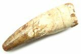Fossil Spinosaurus Tooth - Real Dinosaur Tooth #357725-1